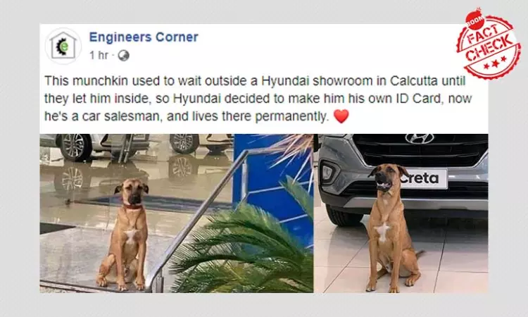 Stray Dog As Salesman In Kolkatas Hyundai Showroom? Not Really