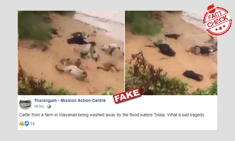 Cattle Washed Away By Floodwaters In Mexico Falsely Shared As Kerala Cattle Washed Away By Floodwaters In Mexico Falsely Shared As Kerala