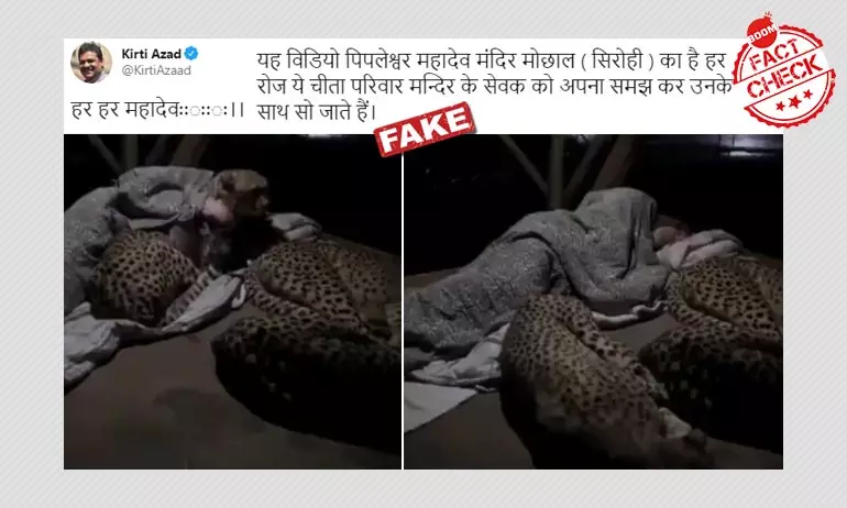 Video Of Man Cuddling Cheetahs In South Africa Shared As Rajasthan Temple