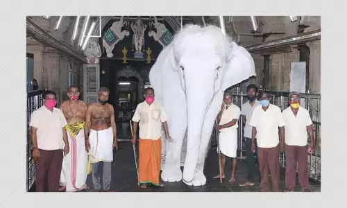 Image Of Ash-covered Elephant Viral As Image Of Rare White Elephant