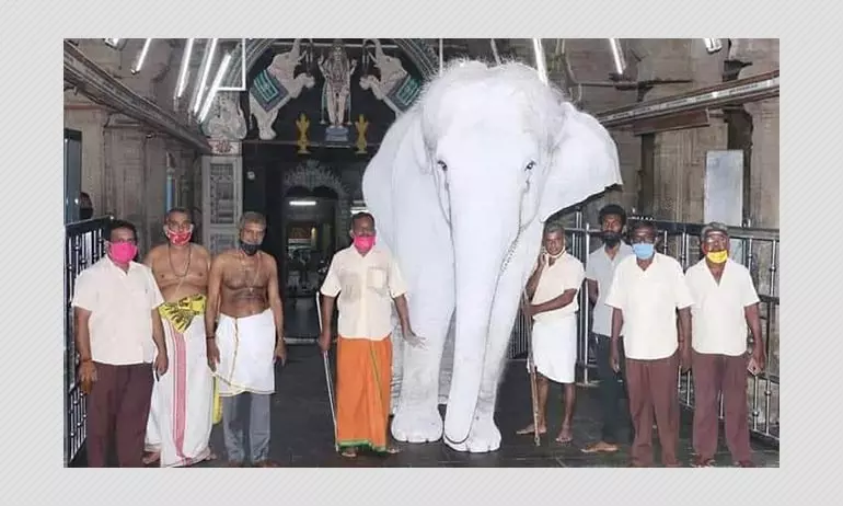 Image Of Ash-covered Elephant Viral As Image Of Rare White Elephant