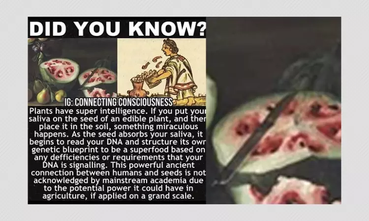 No, Plant Seeds Cannot Restructure Their Own DNA Through Human Saliva