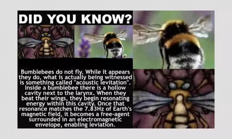No, Bumblebees Do Not Use Acoustic Levitation To Fly