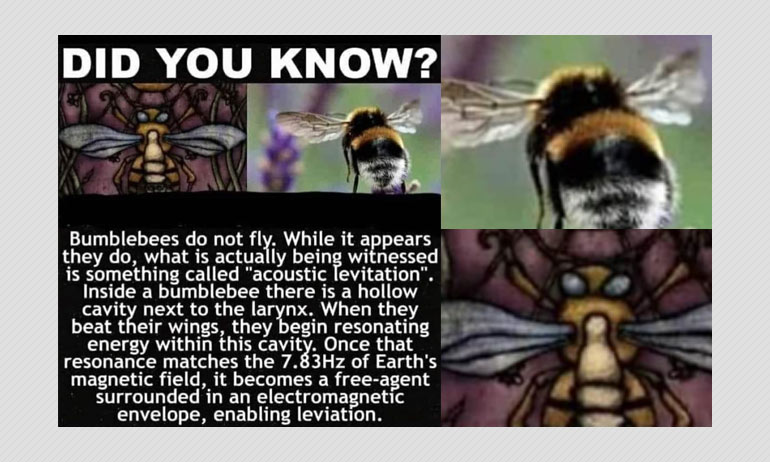 No, Bumblebees Do Not Use Acoustic Levitation To Fly No, Bumblebees Do Not Use Acoustic Levitation To Fly