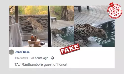 Sighting of Leopard In South Africa Resort Shared As Rajasthan