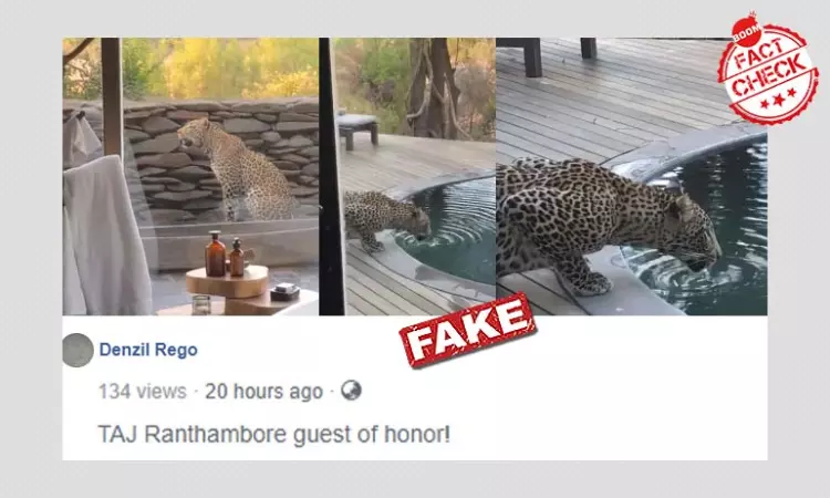 Sighting of Leopard In South Africa Resort Shared As Rajasthan