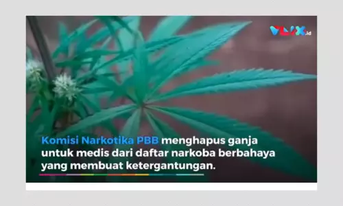Cannabis Is Still Among The UNs Internationally Controlled Narcotics