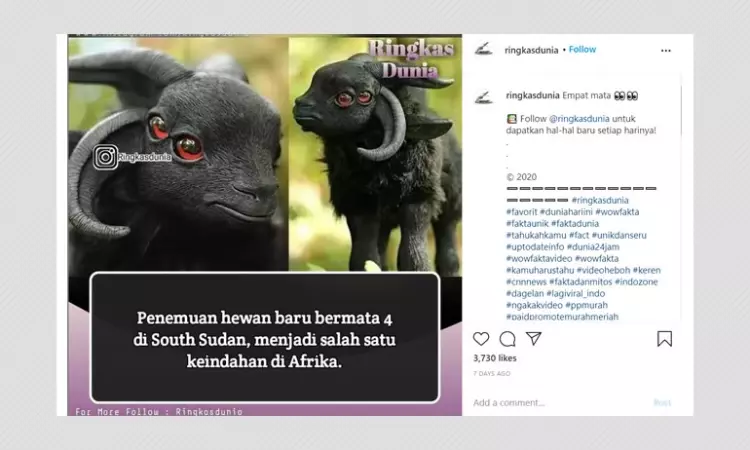 No, A Four-Eyed Animal Has Not Been Discovered In South Sudan