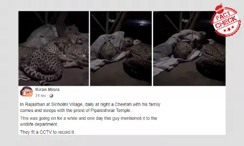 Video Of Cheetahs Snuggling Up To A Man Is From South Africa
