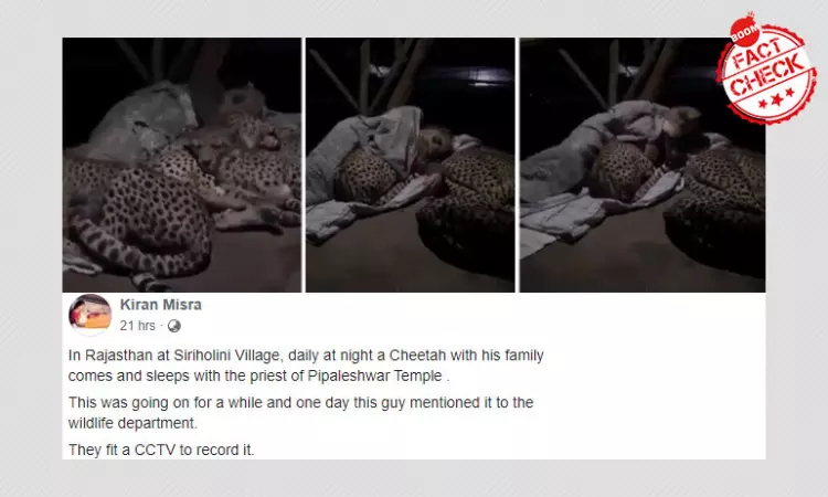 Video Of Cheetahs Snuggling Up To A Man Is From South Africa