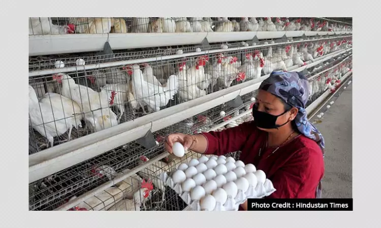 Explained: What Is Bird Flu? Is The Recent Outbreak Dangerous?