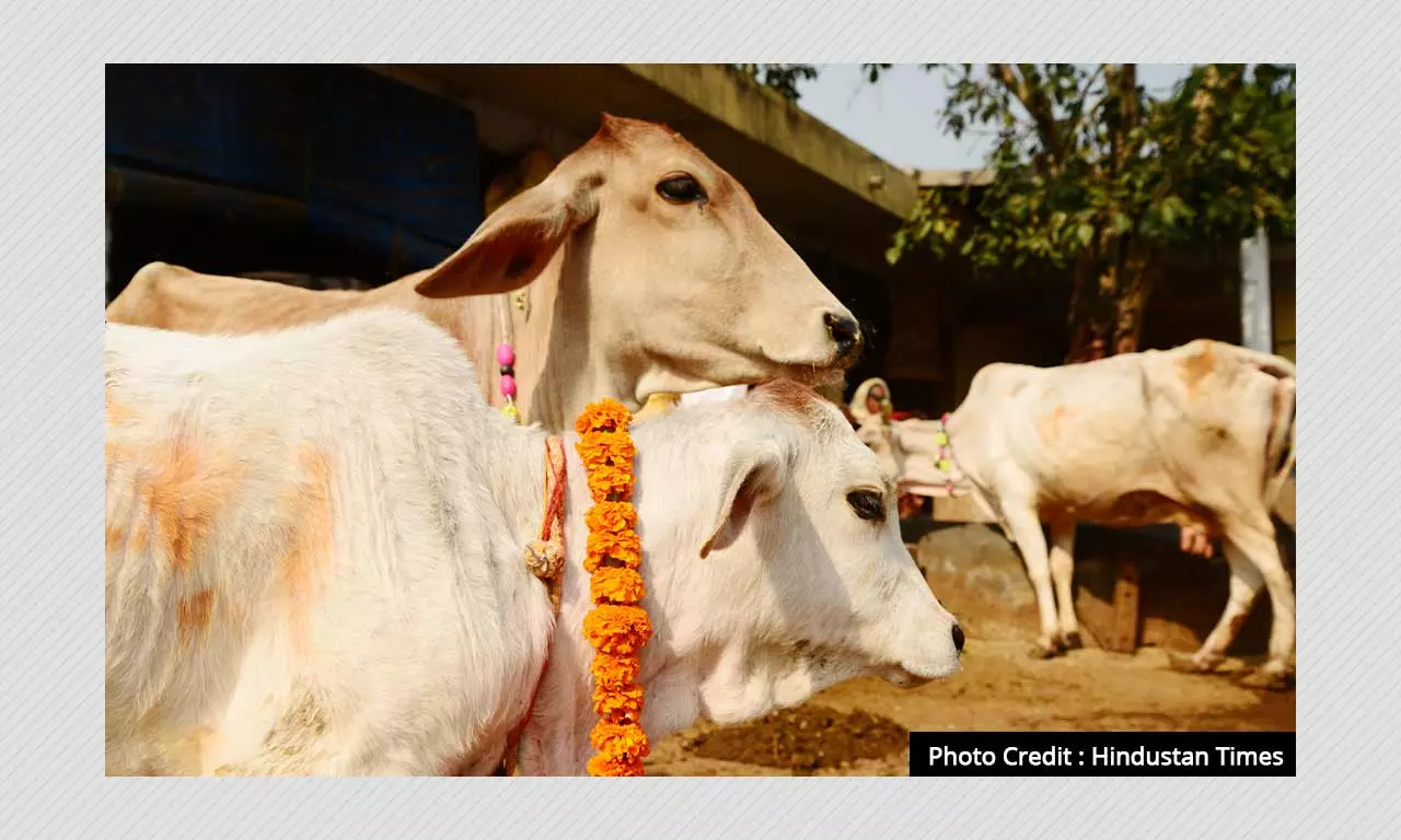 Cow Science Exam Postponed: What Is The Outrage All About?