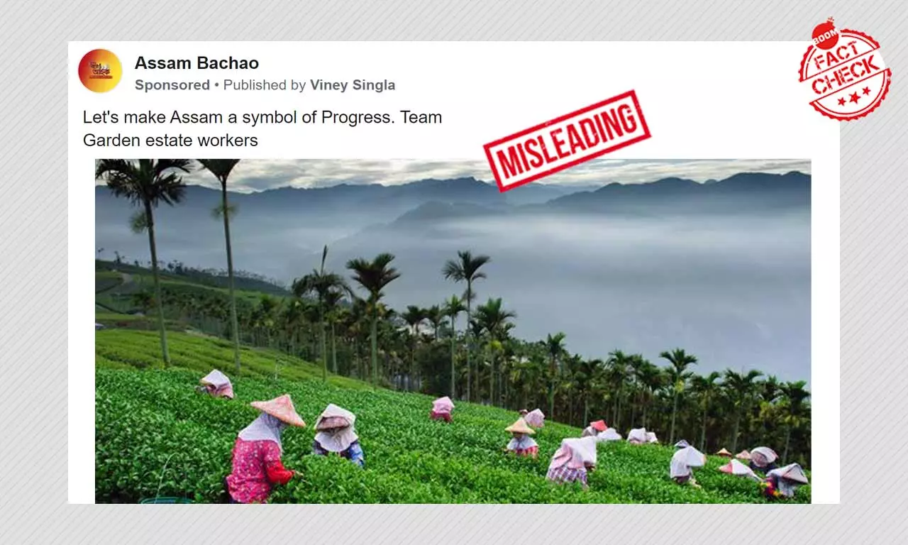 Congress Shares Photos From Taiwan Tea Garden As Assam