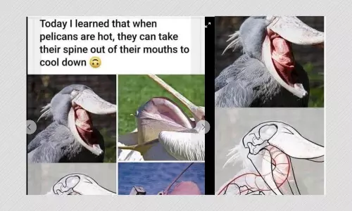 Do Pelicans Cool Down By Pushing Their Spine Out Of Their Mouth?