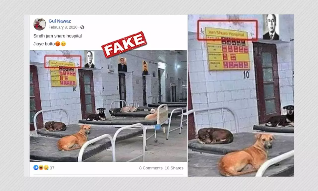 No, This Image Does Not Show Stray Dogs In A Pakistani Hospital