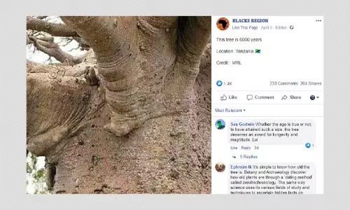 Is A Tree In Tanzania Six Thousand Years Old? Not Really