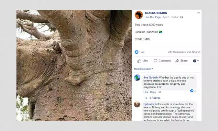 Is A Tree In Tanzania Six Thousand Years Old? Not Really