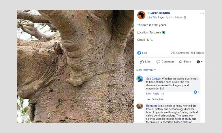 Is A Tree In Tanzania Six Thousand Years Old? Not Really | BOOM