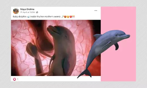 No, This Image Does Not Show A Dolphins Foetus In A Womb