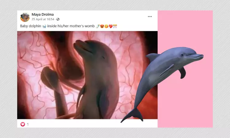 No, This Image Does Not Show A Dolphins Foetus In A Womb