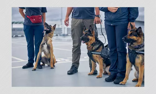 Explained: How Dogs Can Sniff Out Coronavirus In Humans