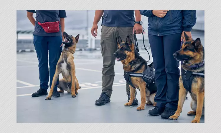 Explained: How Dogs Can Sniff Out Coronavirus In Humans