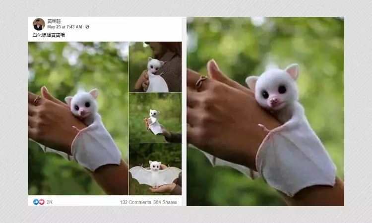 Photos Of A Stuffed Toy Falsely Shared As Rare Albino Bat