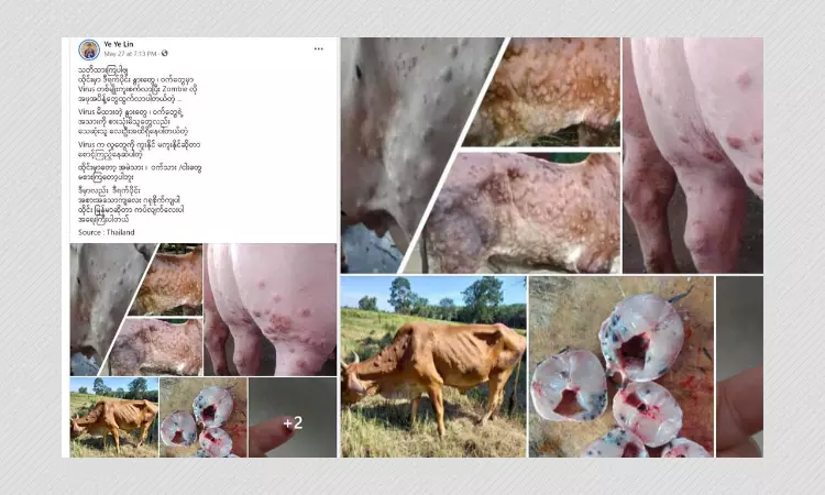 Lumpy Skin Disease Cannot Be Transmitted From Cattle To Humans, Say Experts