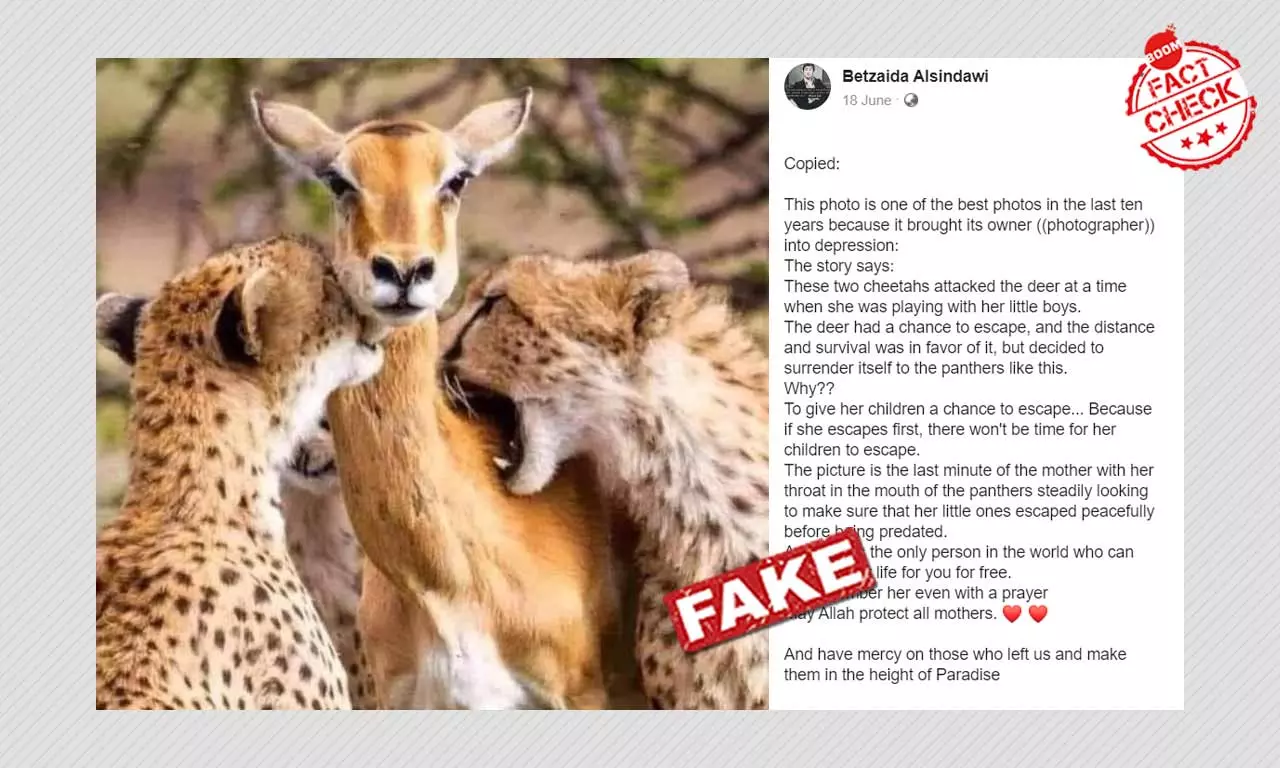 Wild Tales: Backstory Of Viral Cheetah Hunting Pic Is False