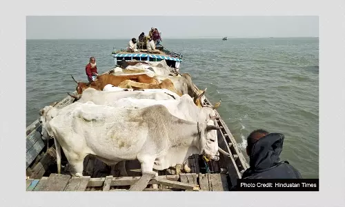 Assam Cow Bill: No Beef Sale in Hindus, Sikh, Jain Areas