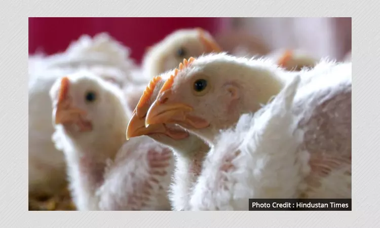 First Human Bird Flu Death In India: How Dangerous Is Avian Influenza?