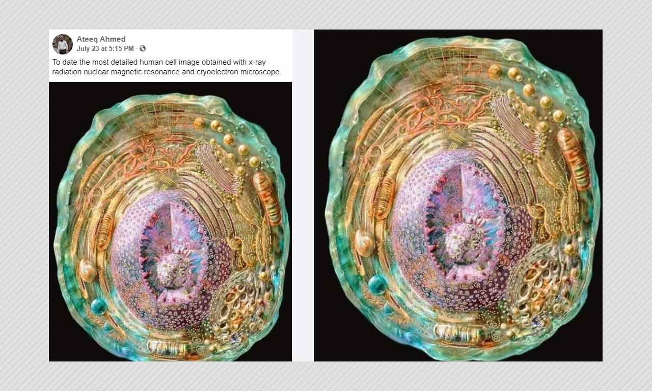 Drawing Of Animal Cell Falsely Shared As Most Detailed Image Of Human Cell  | BOOM