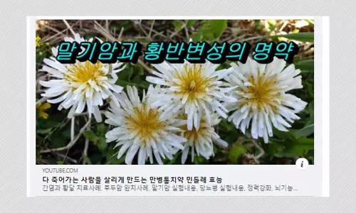 Dandelion Plant Extract Cannot Cure Cancer, Experts Say