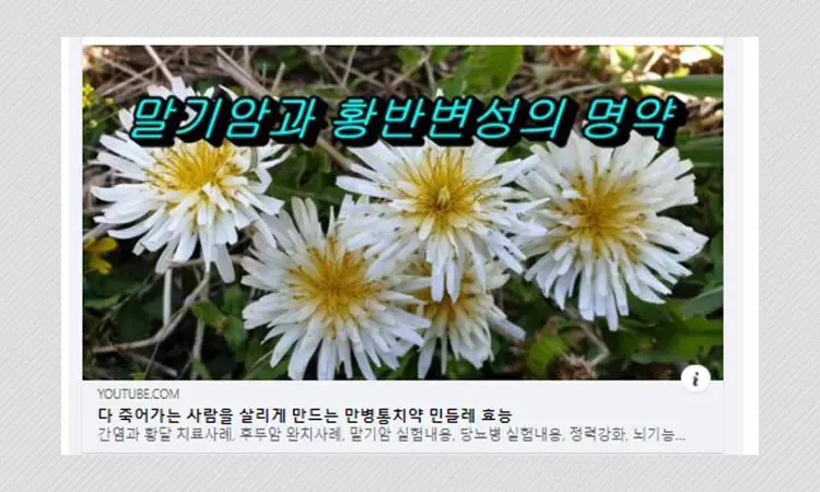 Dandelion Plant Extract Cannot Cure Cancer, Experts Say