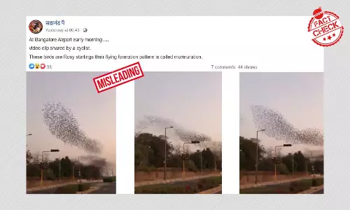 2020 Video Of Birds Flocking Together In Gujarat Shared As Bengaluru