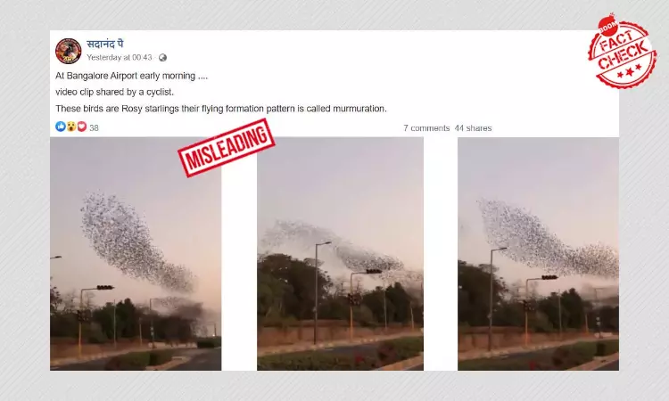 2020 Video Of Birds Flocking Together In Gujarat Shared As Bengaluru
