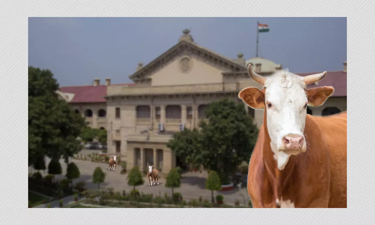 Cow Protection Fundamental Right For Hindus: Allahabad High Court Cow Protection Fundamental Right For Hindus: Allahabad High Court