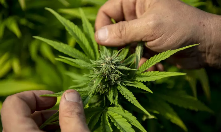 Fake Claims About Marijuana With Honey as Cure for 40 Ailments Surfaces on Facebook