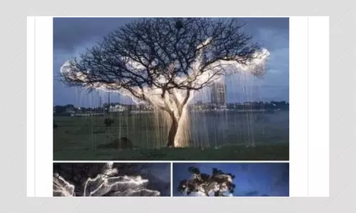 Fireflies On Trees? Artists Work Using Photoshop Shared With Fake Claim