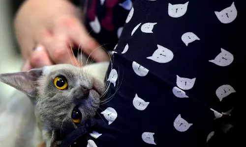 No, Amazon Shipping Boxes Are Not Sprayed With Chemicals Harmful For Cats