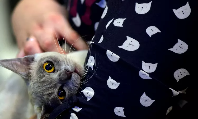 No, Amazon Shipping Boxes Are Not Sprayed With Chemicals Harmful For Cats