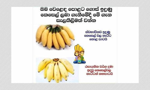 Banana Stalks Colour Does Not Indicate If It Has Been Chemically Ripened