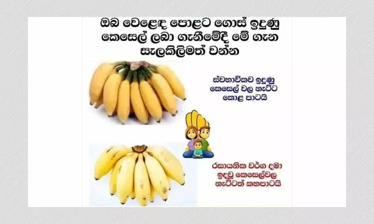 Banana Stalks Colour Does Not Indicate If It Has Been Chemically Ripened