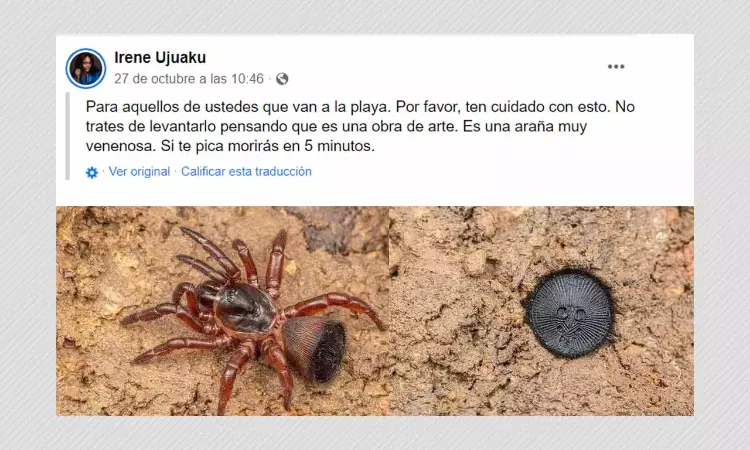 Trapdoor Spiders Sting Cannot Kill Humans