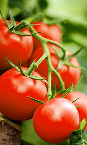 Soaring Tomato Prices Trigger Meme Fest On Twitter