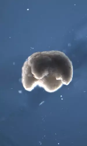 Living Robots Can Now Reproduce, Scientists Make Groundbreaking Feat