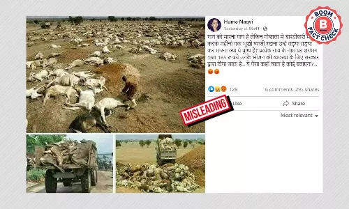 Unrelated, Old Photos Of Carcasses Of Cows Viral With Misleading Claim
