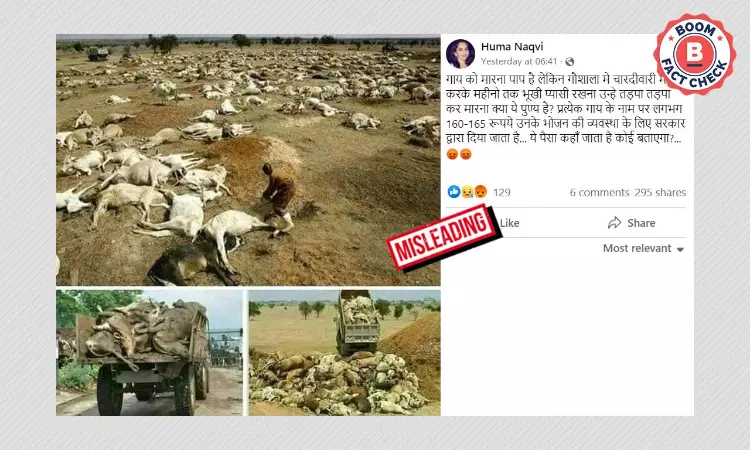 Unrelated, Old Photos Of Carcasses Of Cows Viral With Misleading Claim