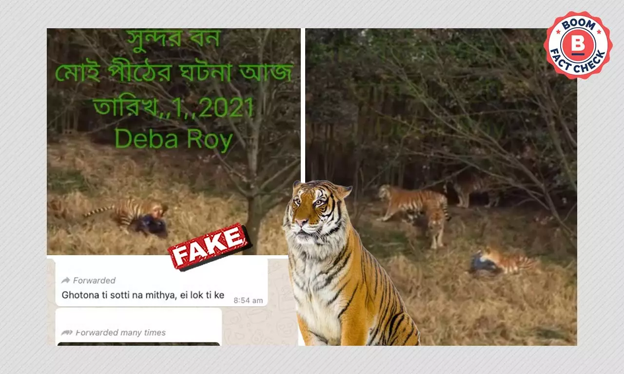Unrelated Videos Shared As Recent Tiger Attack In Bengals Sunderbans