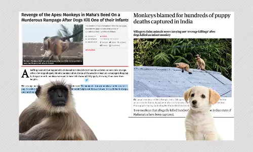 Maharashtras Revengeful Monkeys Killed 250 Pups? Forest Officer Refutes Claim